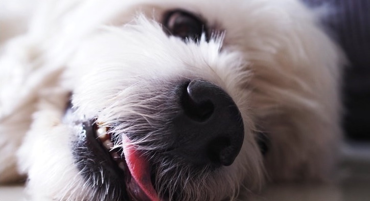 A close up of dogs face
