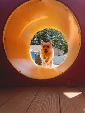 A dog standing in a tunnel