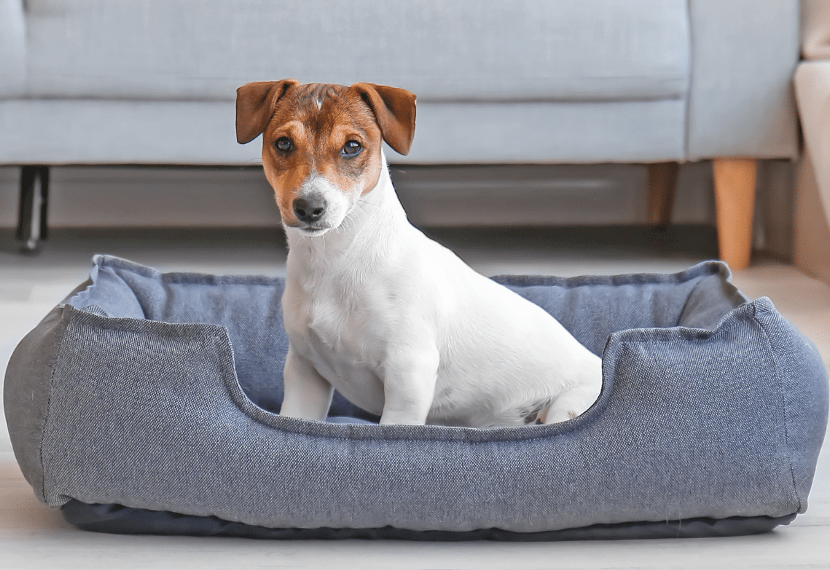 Cute Dog in Pet Bed