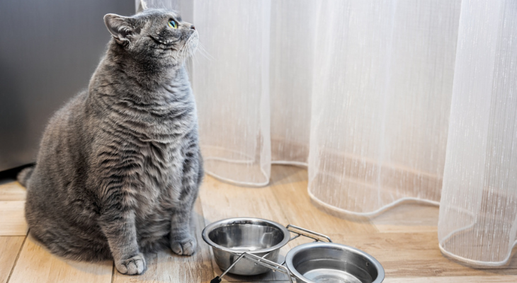 cat by feeding bowls