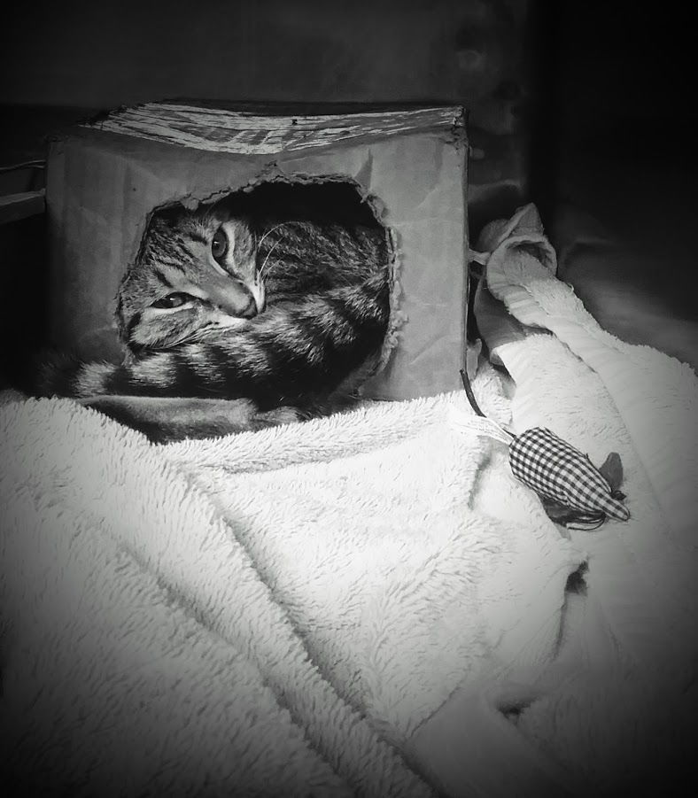 A cat lying in a box