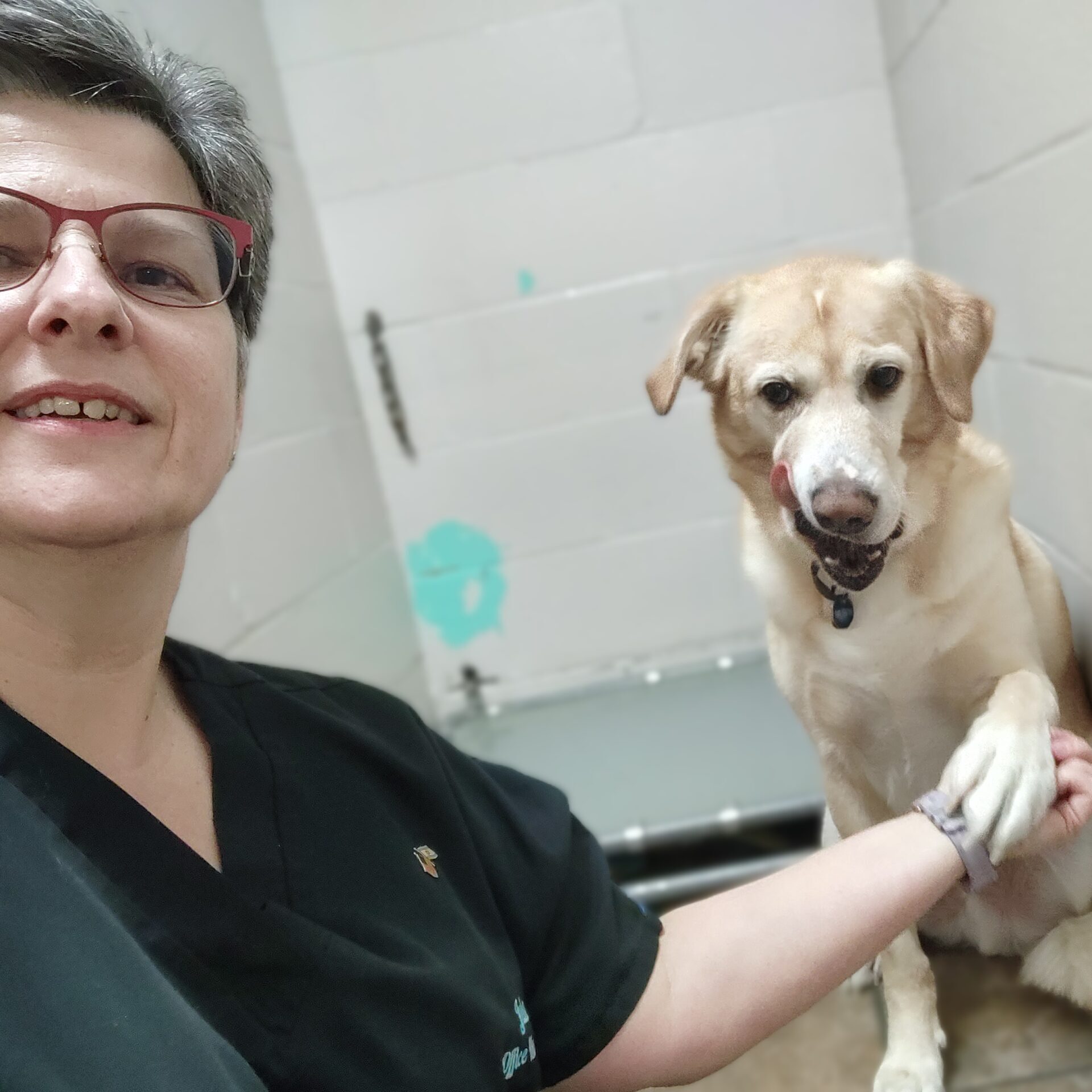 A vet holding dog's hand